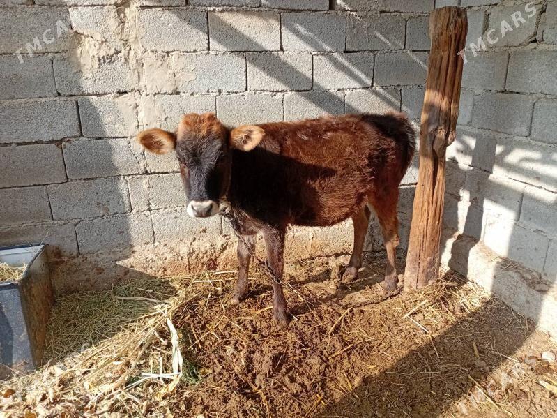 Gole - Ак-Бугдайский этрап - img 2