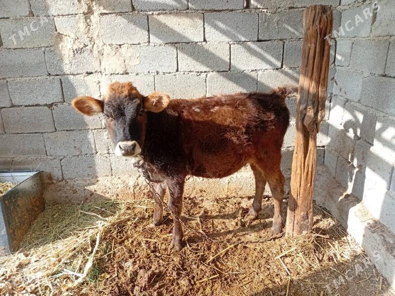 Gole - Ак-Бугдайский этрап - img 1