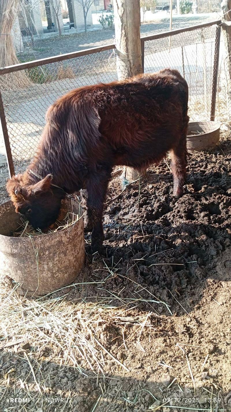 öküz - Сакар - img 2