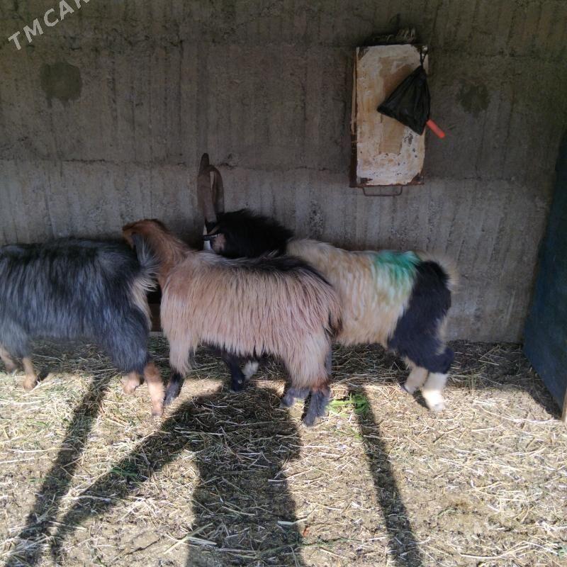 Erkeç - Гёкдепе - img 6