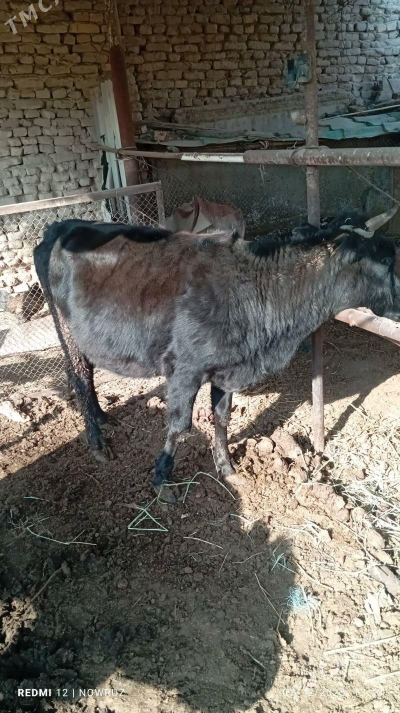 unajyn - Сакар - img 2