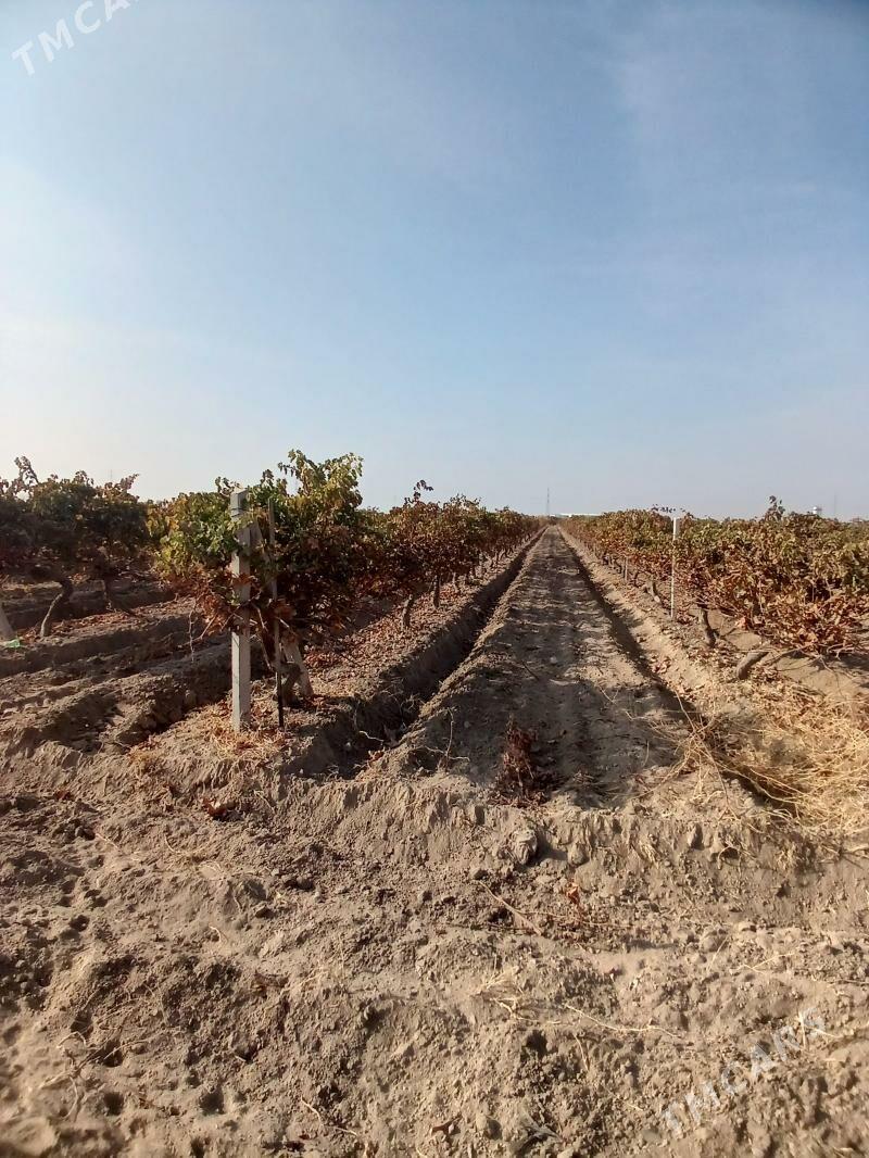 Üzüm - Aşgabat - img 3