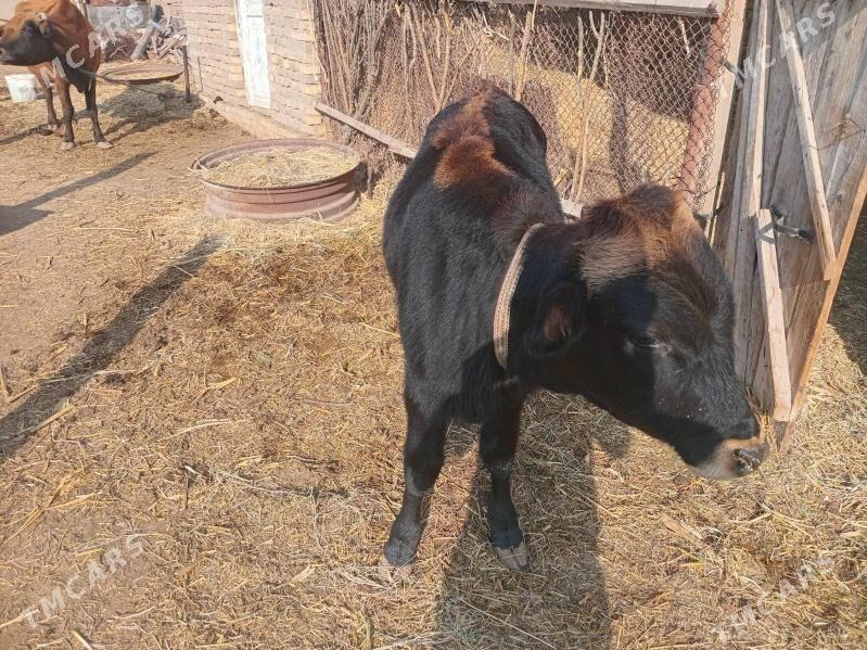 okuz - Ýolöten - img 5