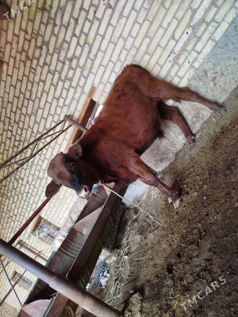 Öküz - Sakar - img 4