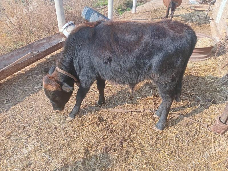 okuz - Ýolöten - img 2