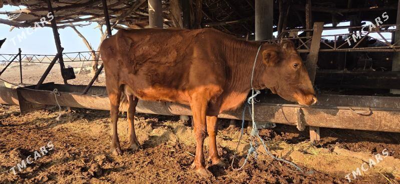 ojekli sygyr - Halaç - img 3