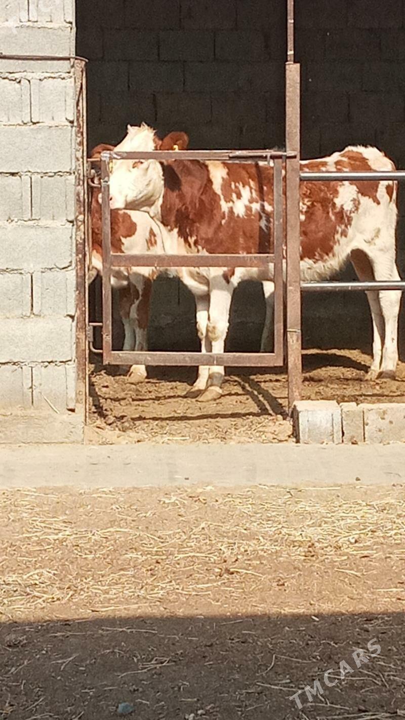 Simental Tüweler - Ашхабад - img 1