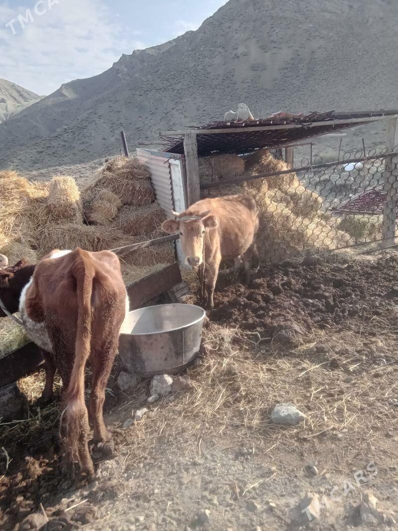 sygyr - Bereket - img 3