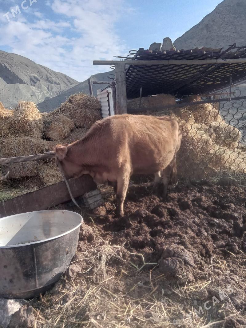 sygyr - Bereket - img 1