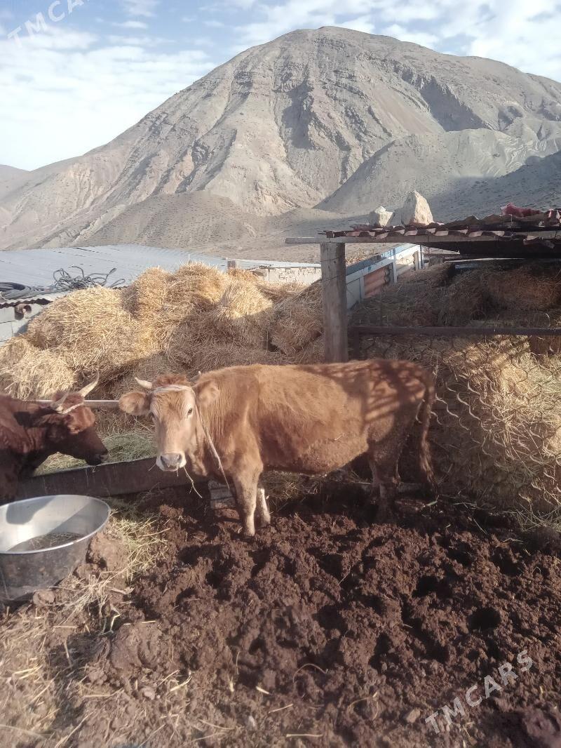 sygyr - Bereket - img 2