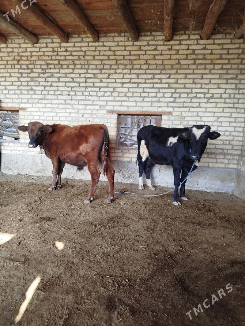 Öküz - Sakar - img 1