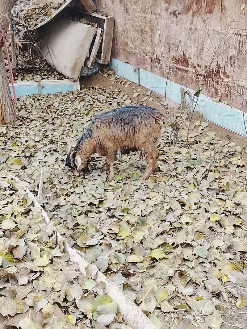 Geçi - Дашогуз - img 2