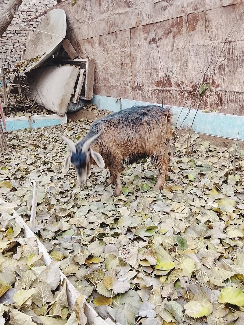 Geçi - Дашогуз - img 1