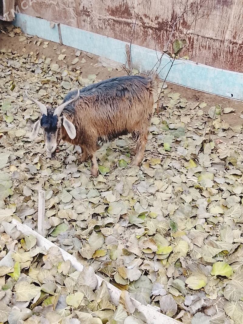 Geçi - Дашогуз - img 3