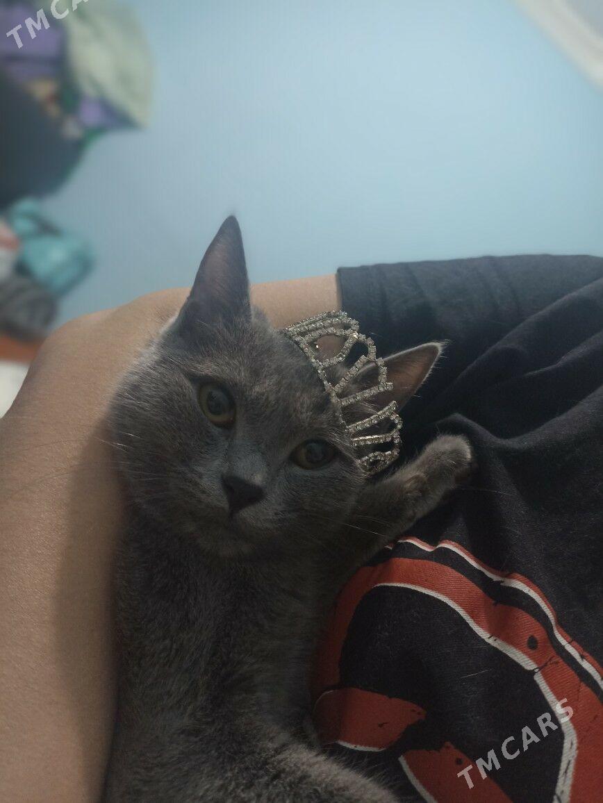 Кошка - Туркменабат - img 2