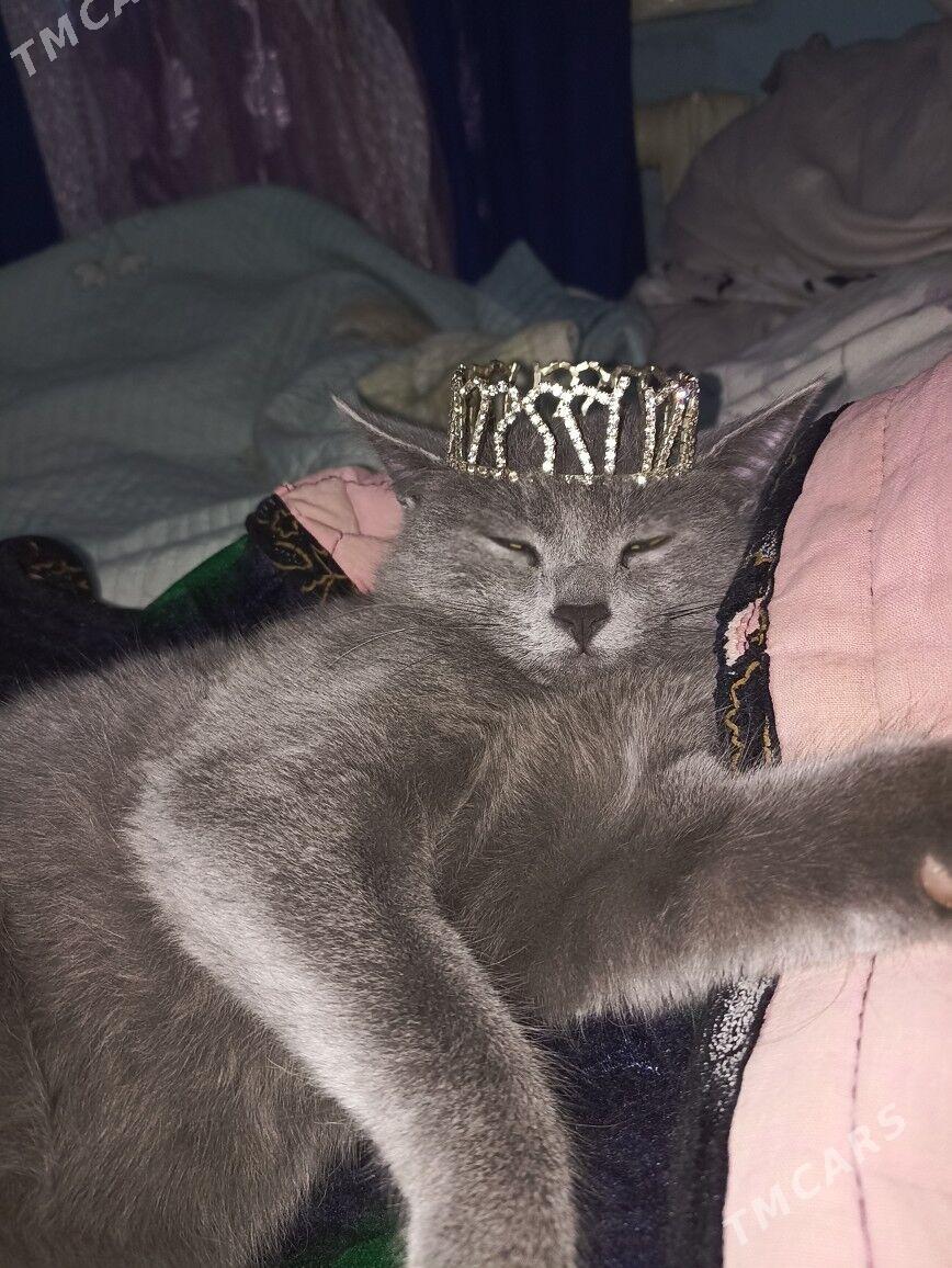 Кошка - Туркменабат - img 1