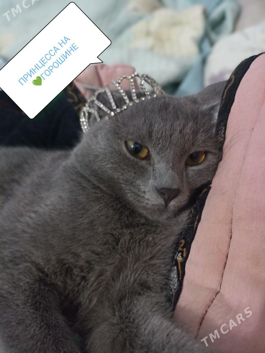 Кошка - Туркменабат - img 3