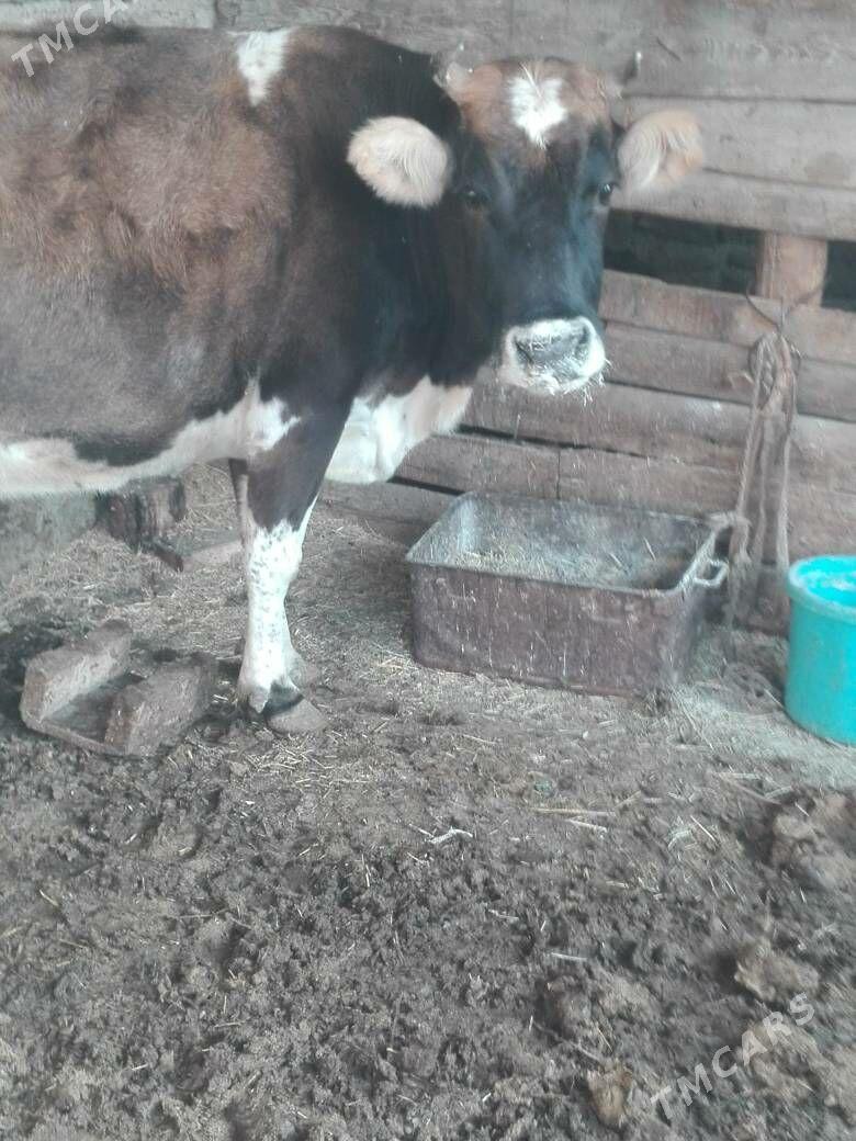 Gysyr sygyr - Bereket - img 2