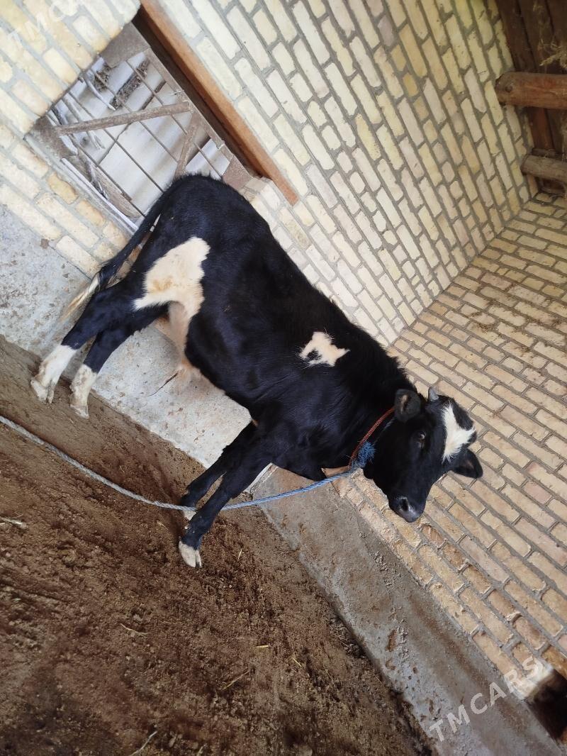 Öküz - Sakar - img 3