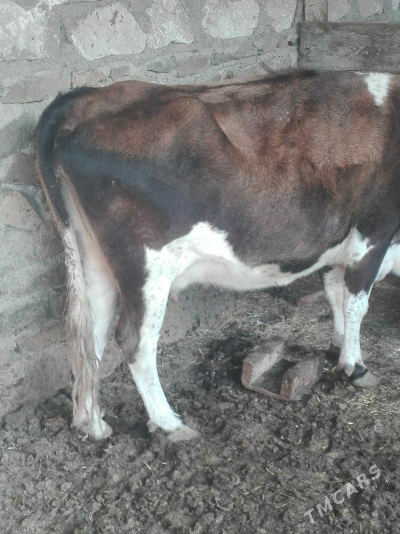 Gysyr sygyr - Bereket - img 4