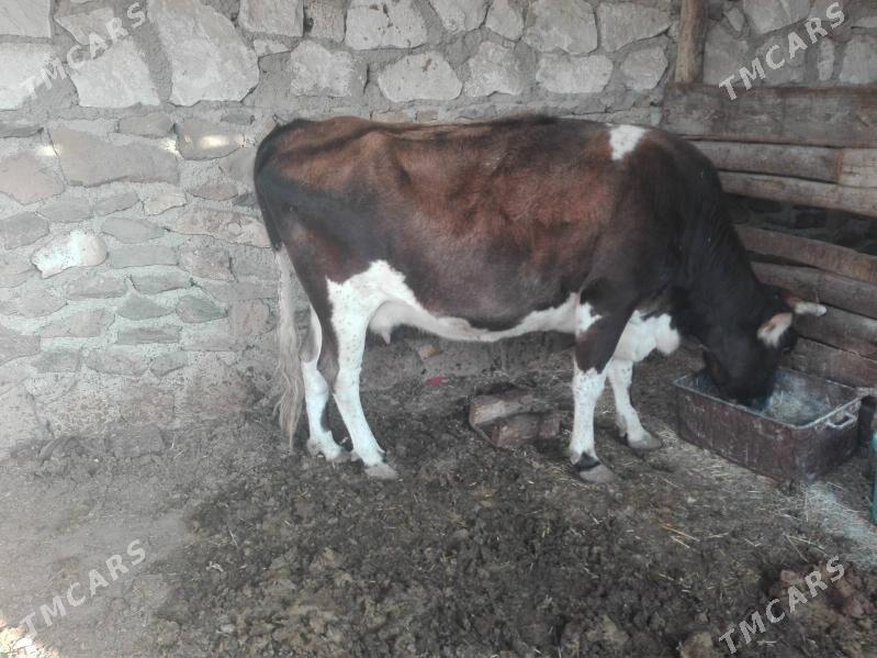 Gysyr sygyr - Bereket - img 5