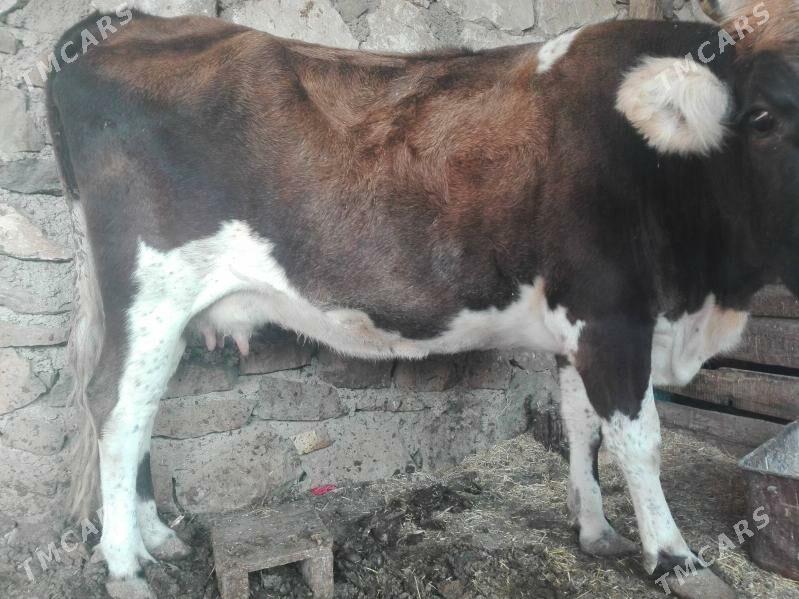 Gysyr sygyr - Bereket - img 7