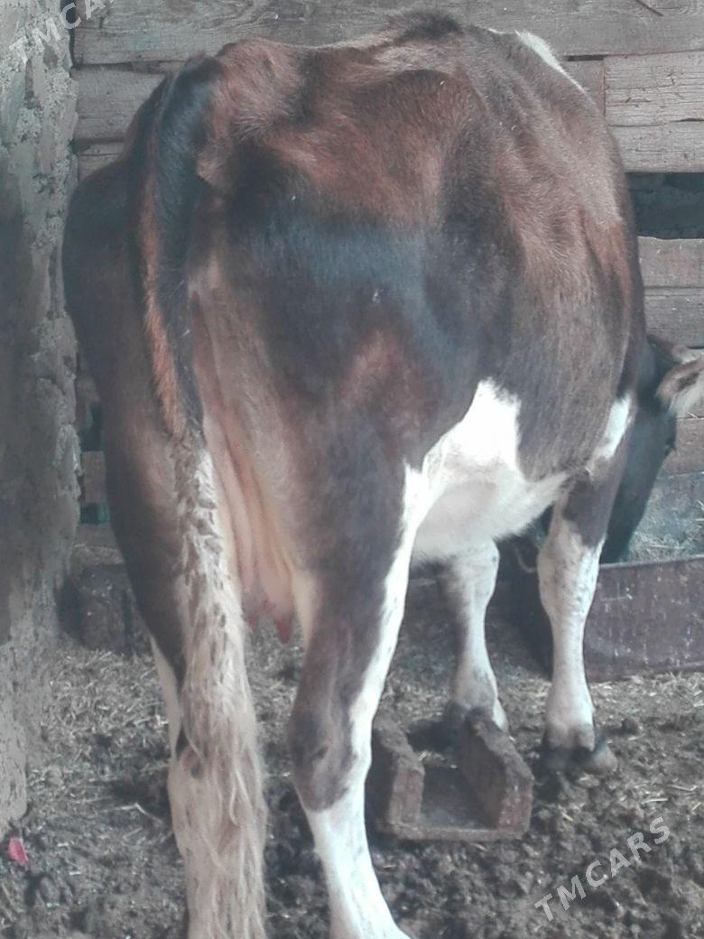 Gysyr sygyr - Bereket - img 3