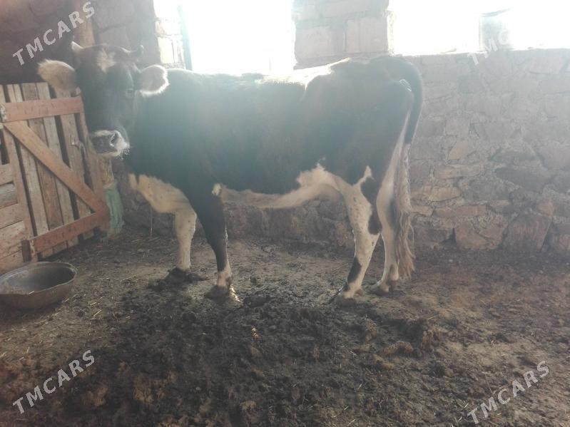 Gysyr sygyr - Bereket - img 6