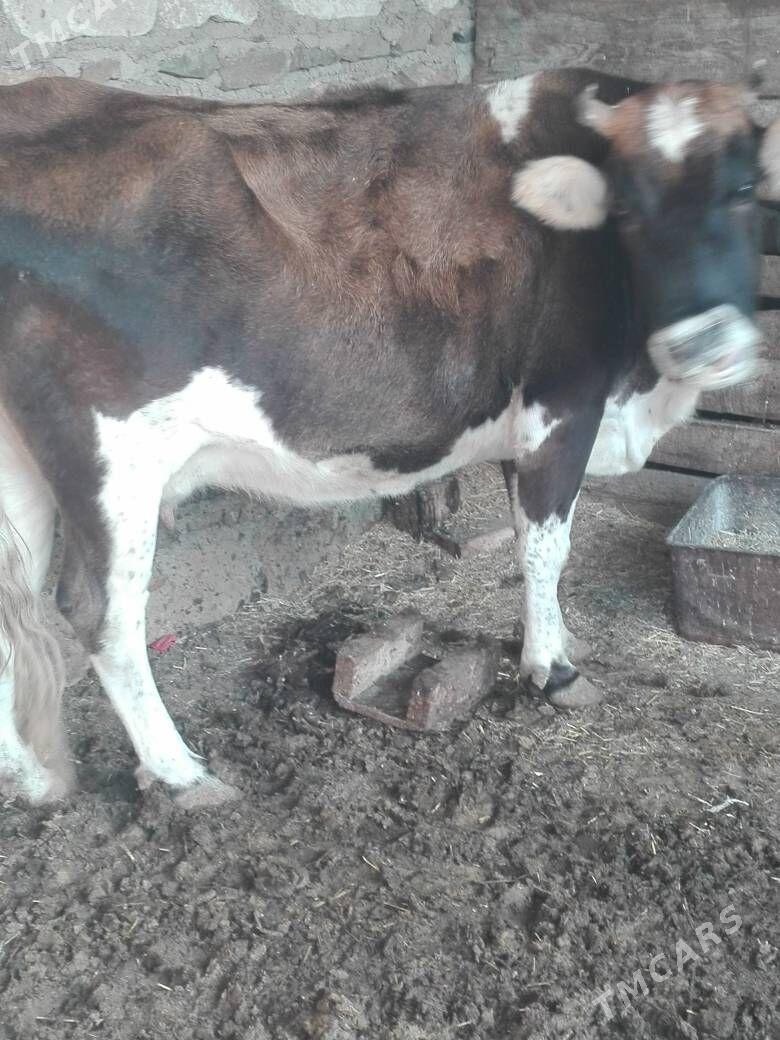 Gysyr sygyr - Bereket - img 1