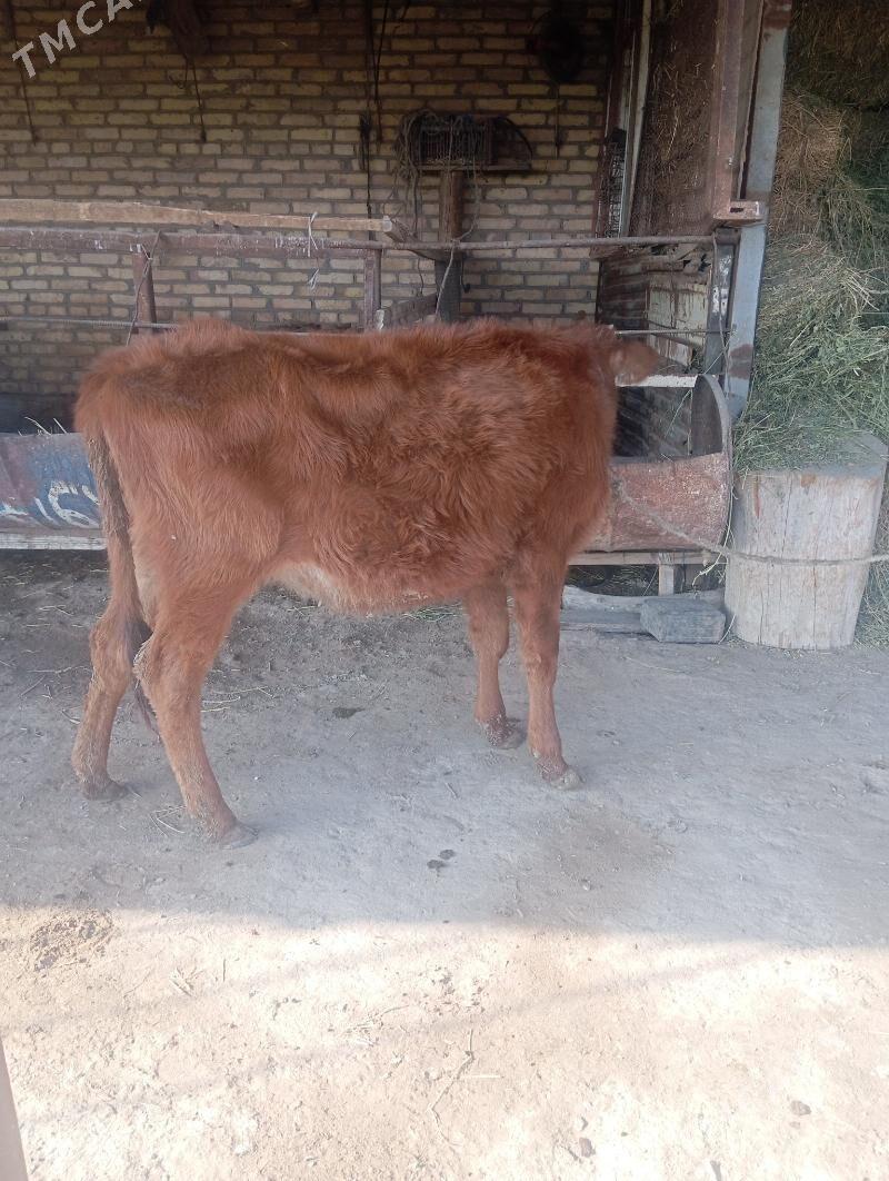 unajin - Чарджоу - img 1