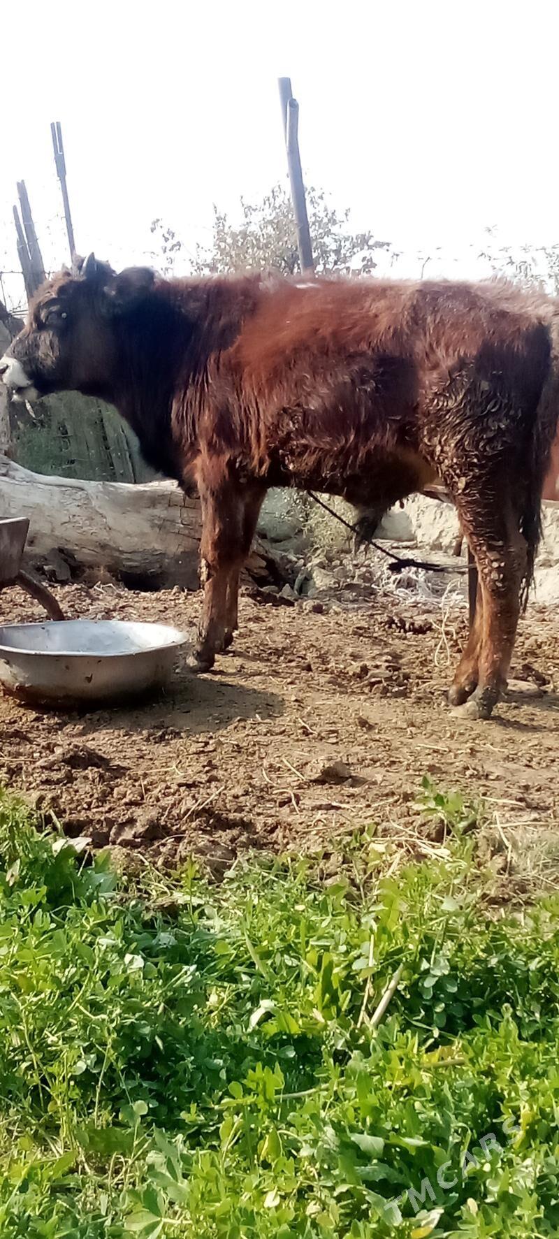 окуз - Бахарден - img 4