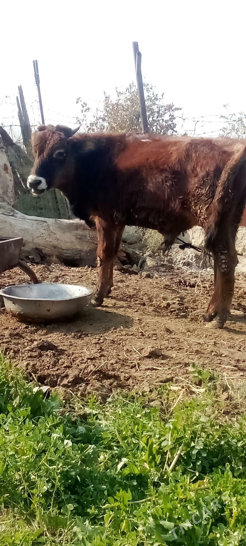 окуз - Бахарден - img 2