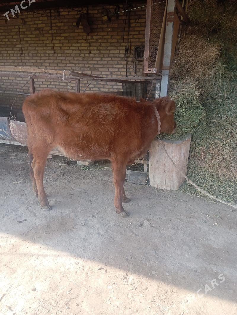 unajin - Чарджоу - img 2