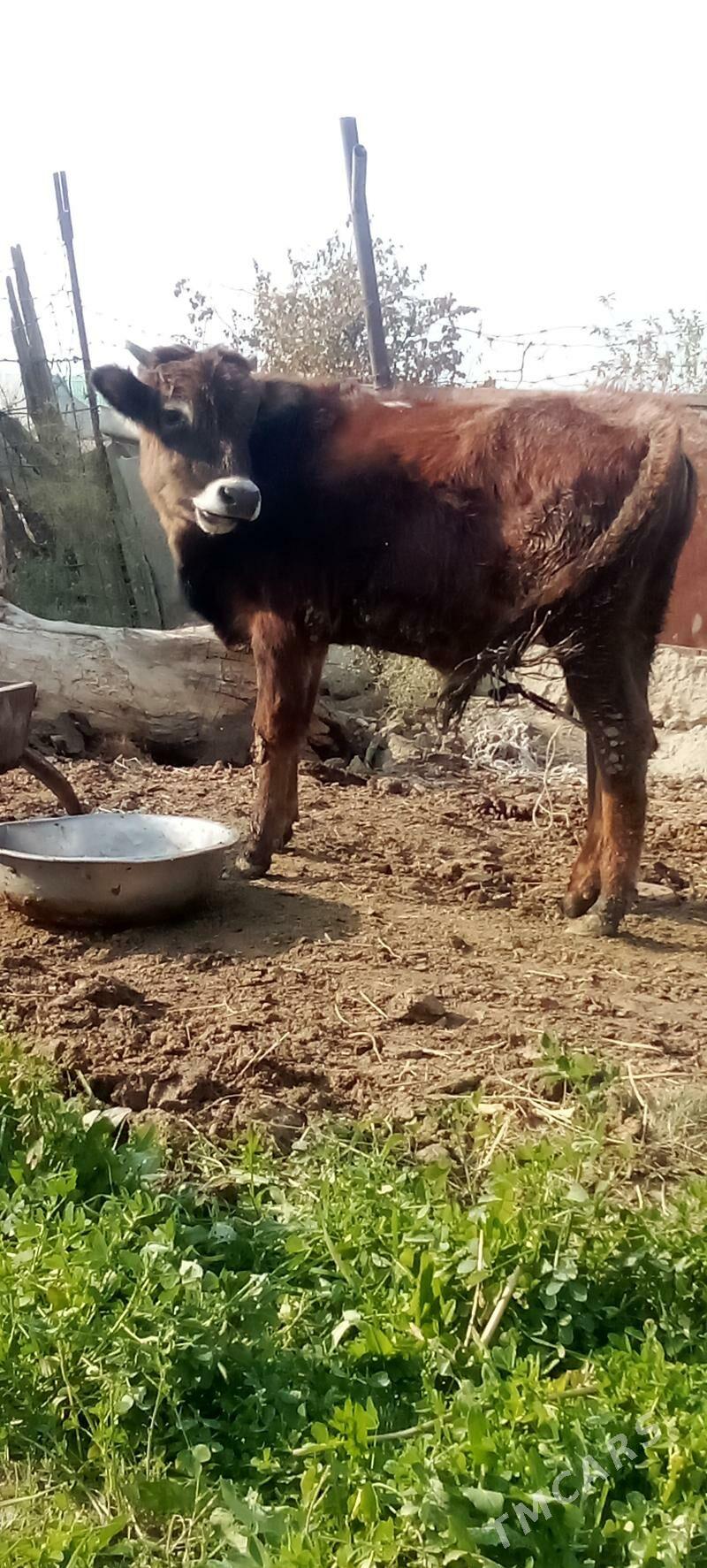 окуз - Бахарден - img 3