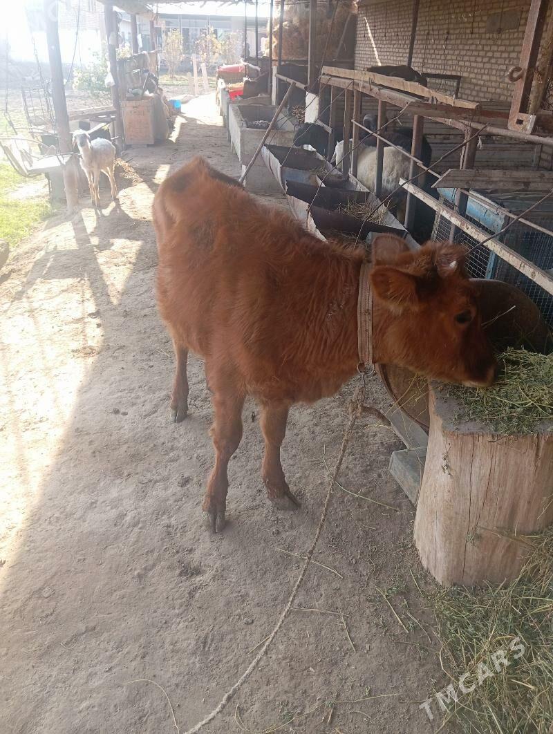 unajin - Чарджоу - img 3