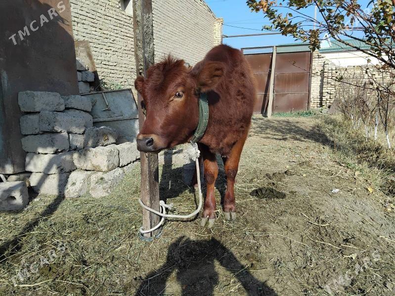 unajyn - Чарджоу - img 1