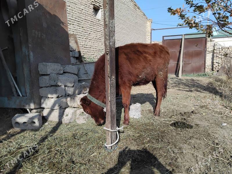 unajyn - Чарджоу - img 2