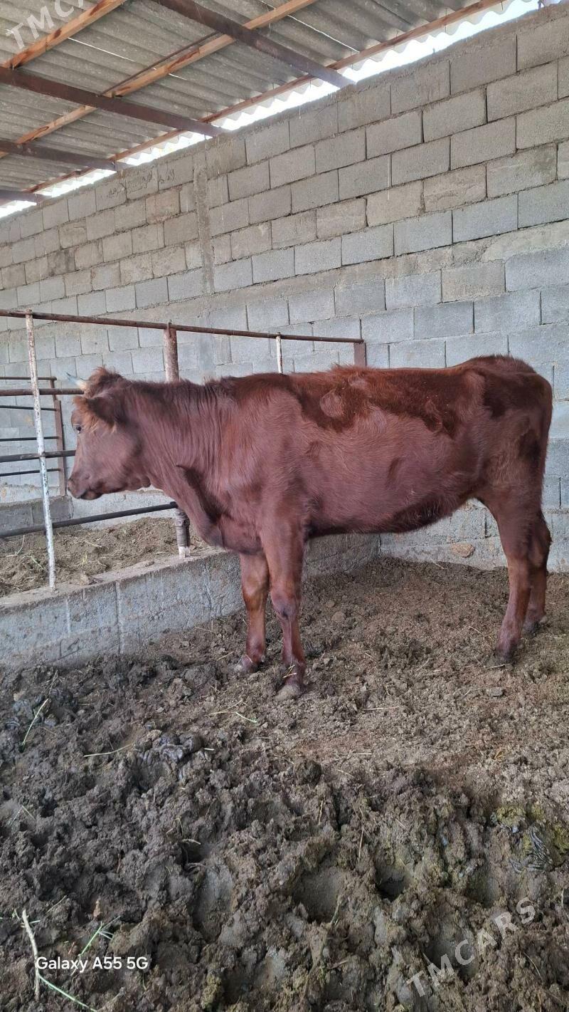 Tuwe - Гёкдепе - img 2