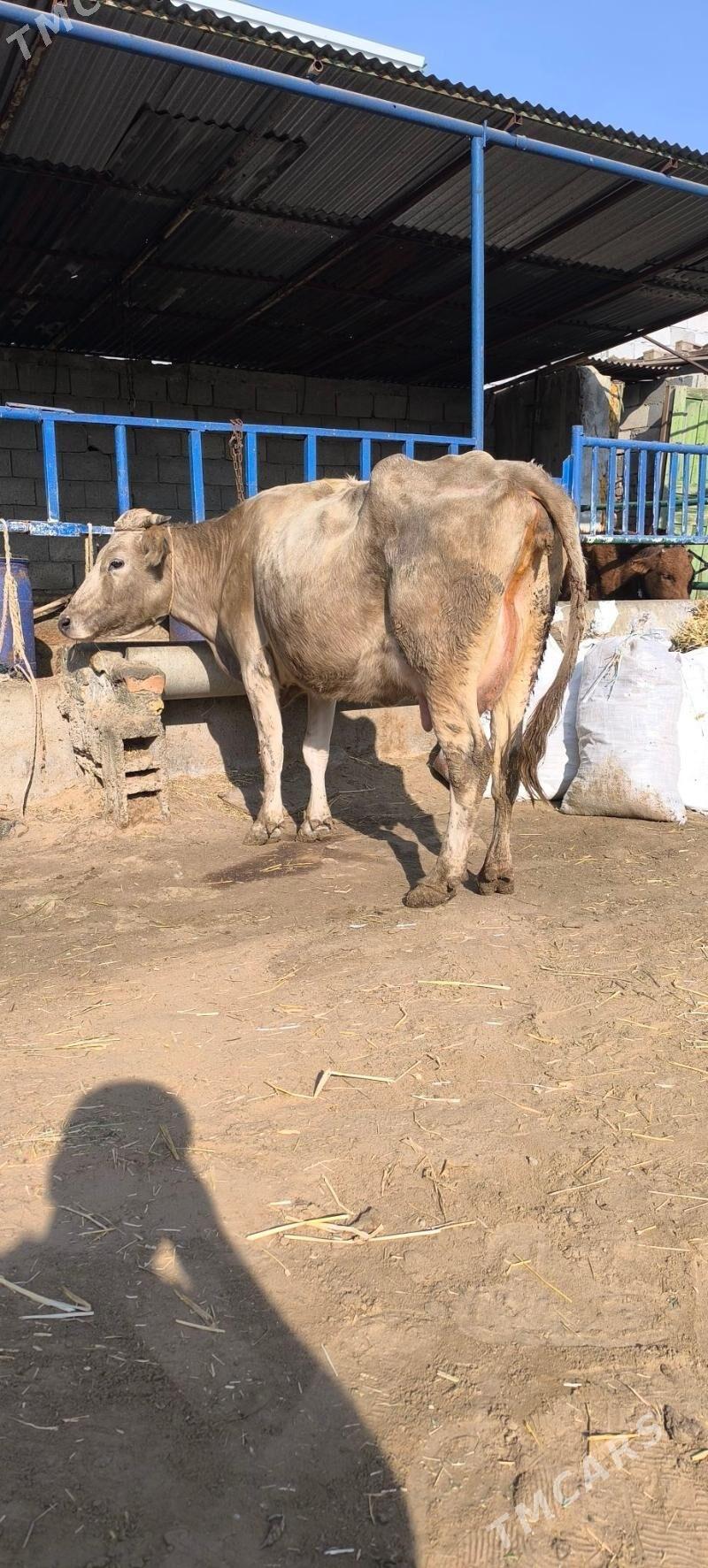 Göleli sygyr - Чоганлы - img 1