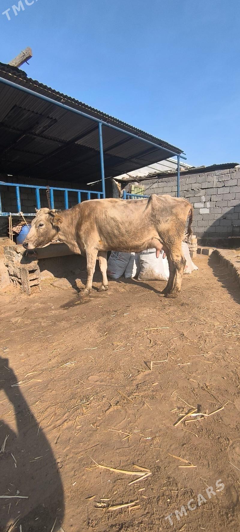 Göleli sygyr - Чоганлы - img 6