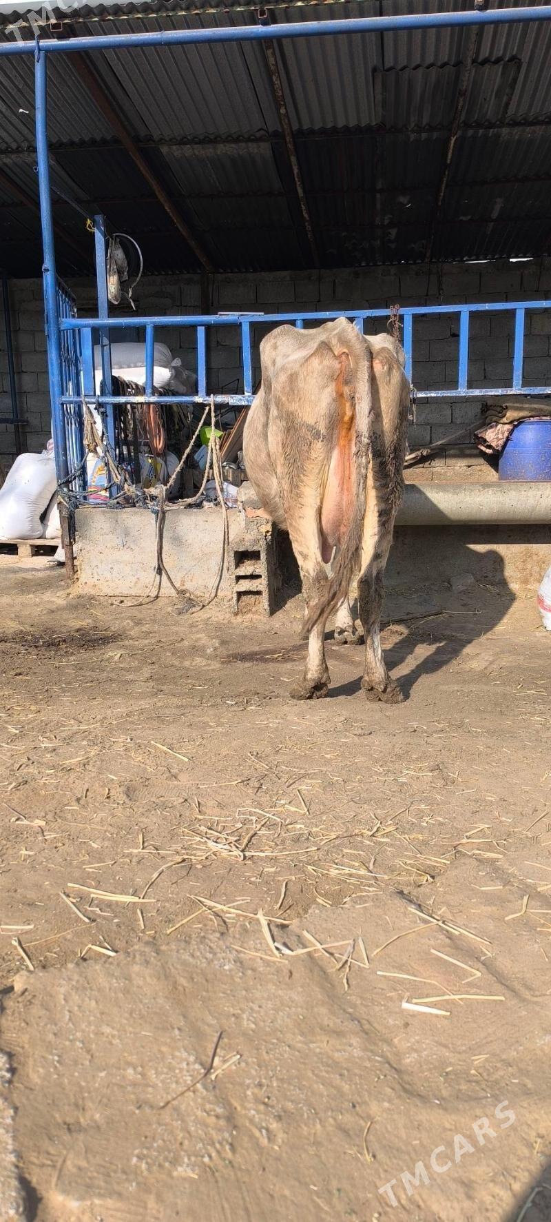 Göleli sygyr - Чоганлы - img 4