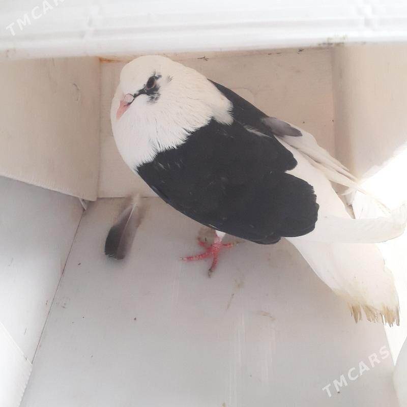 голбы - Мары - img 7