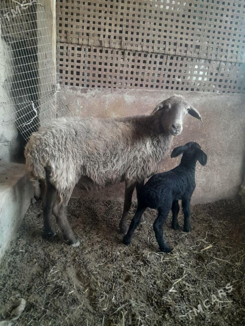 guzuly goyun - Туркменабат - img 1