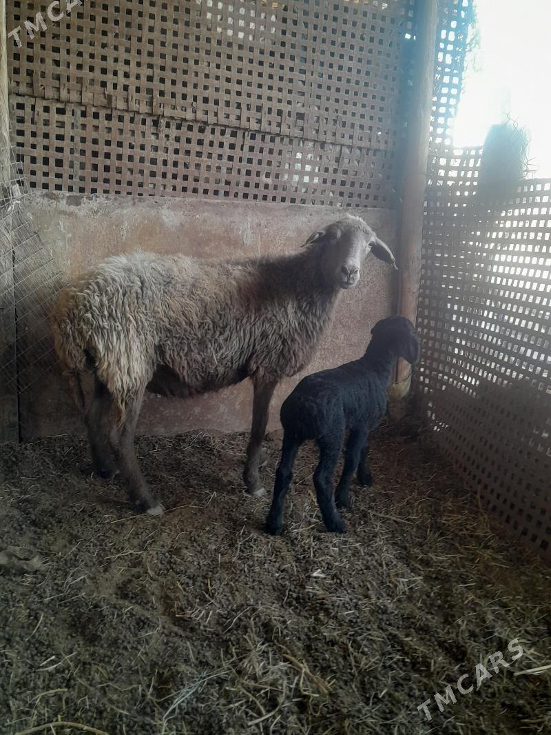 guzuly goyun - Туркменабат - img 3