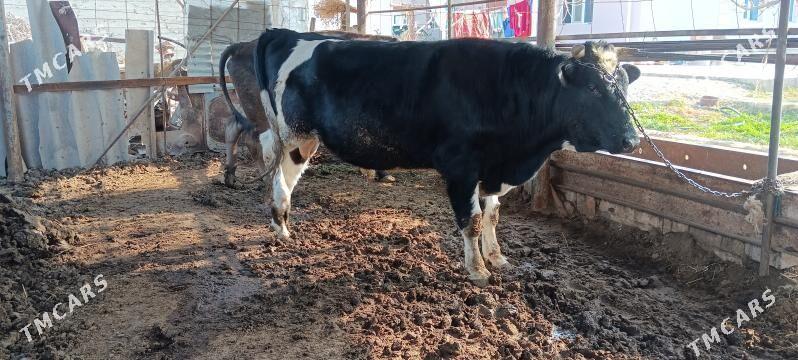 galişdeyin öküz gibrit - Büzmeýin GRES - img 2