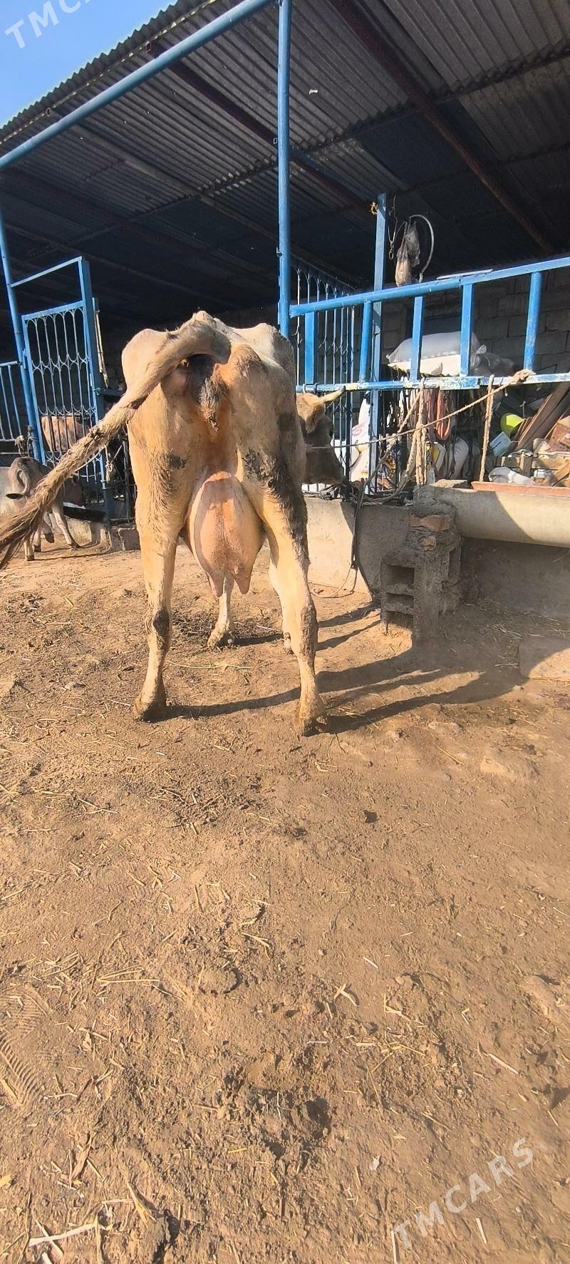 Göleli sygyr - Чоганлы - img 9