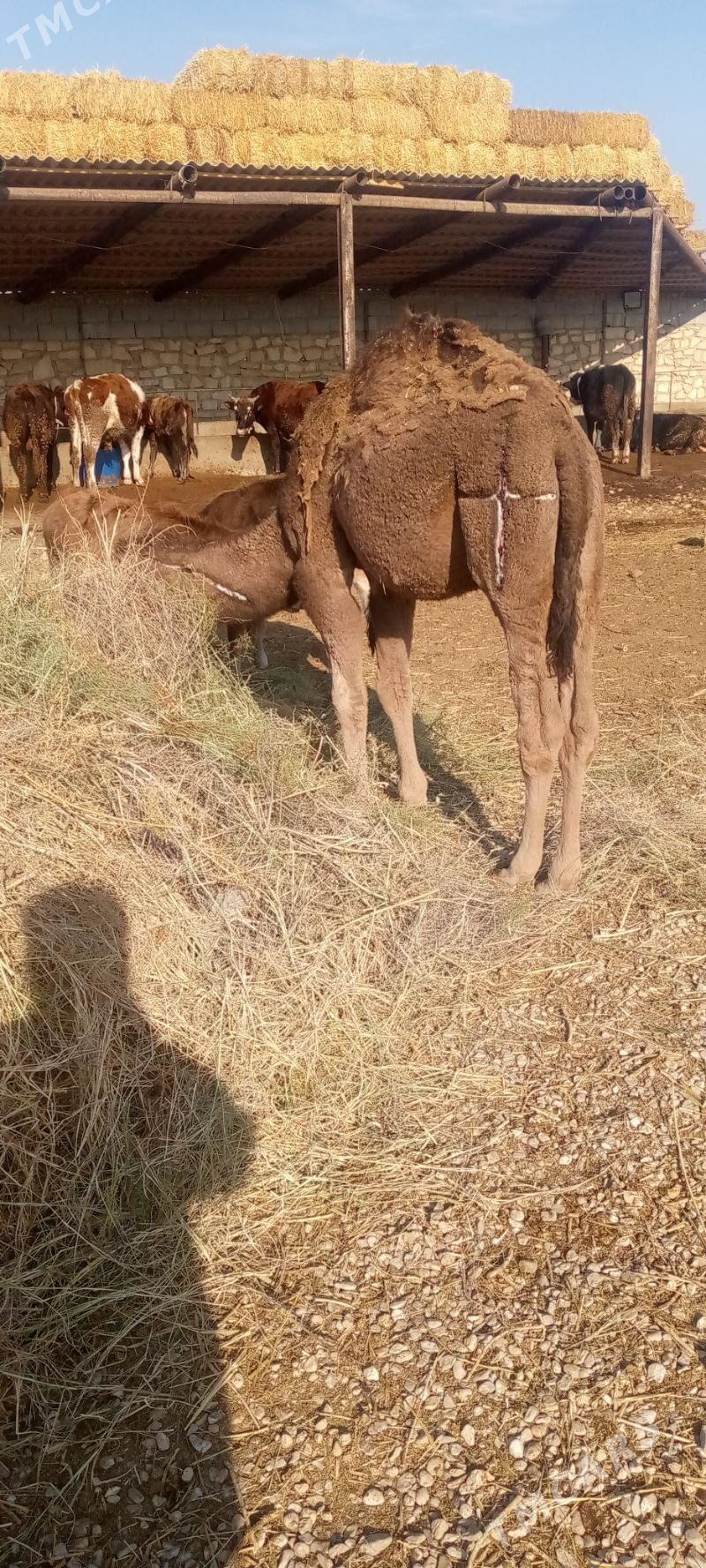 torym - Balkanabat - img 1