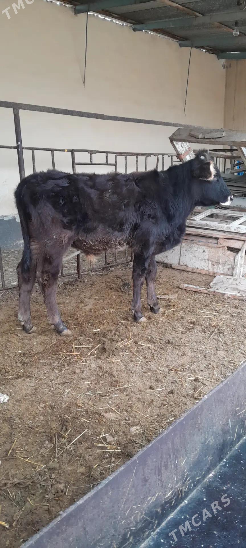 şwes öküz - Bäherden - img 1