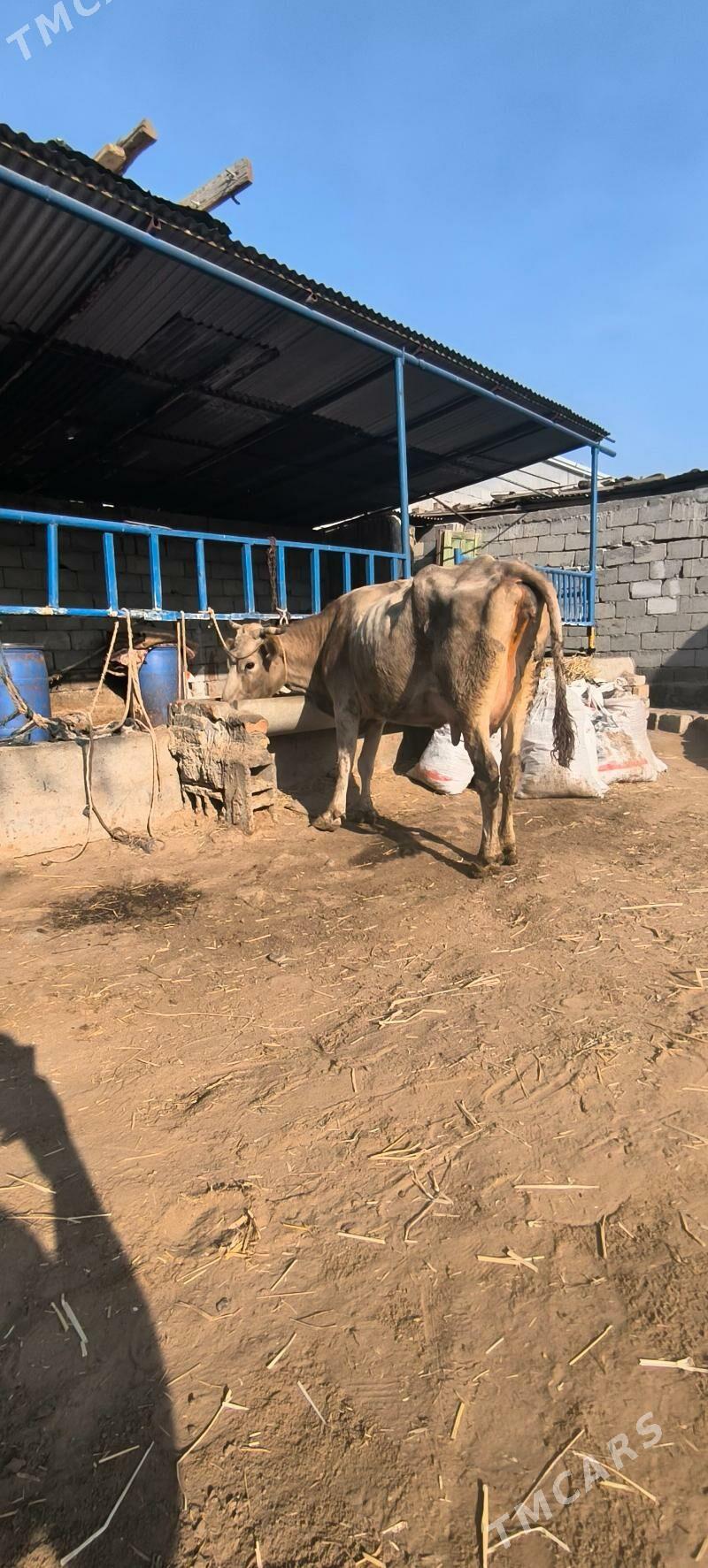 Göleli sygyr - Чоганлы - img 2