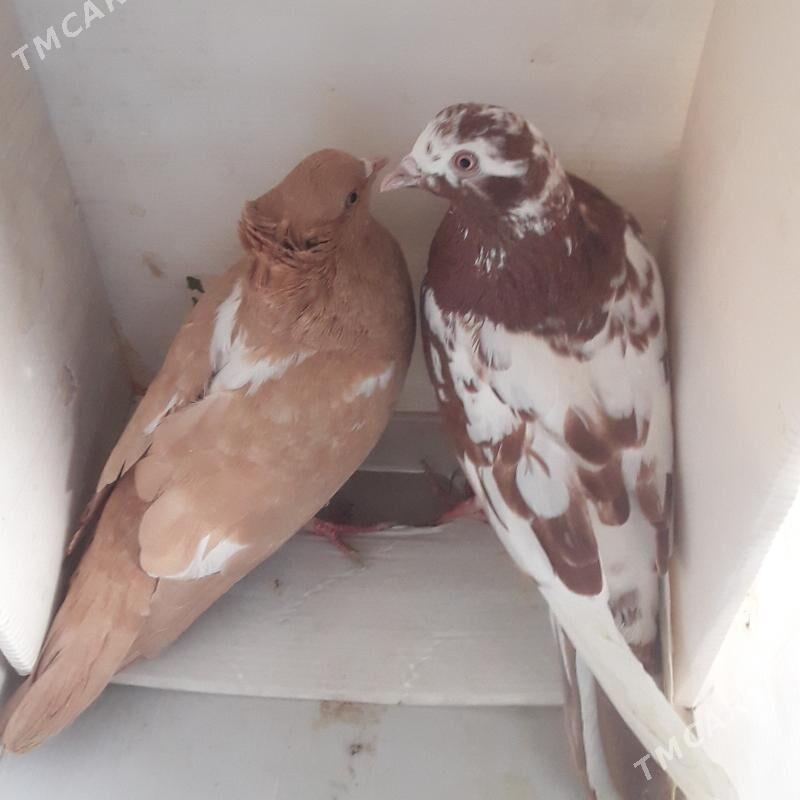 голбы - Мары - img 3